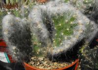 Austrocylindropuntia vestita