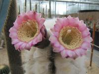 Cephalocereus palmeri