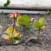 Cotyledon macrantha