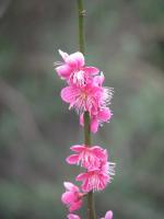 Abricotier du Japon 'Beni-Chidori'