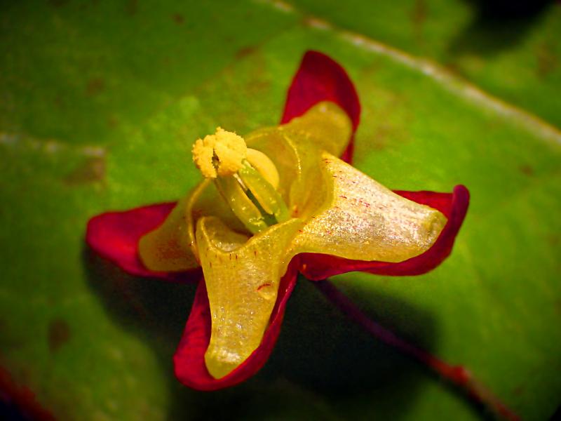 Fleur des elfes des Alpes