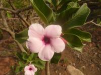 Adenium boehmianum