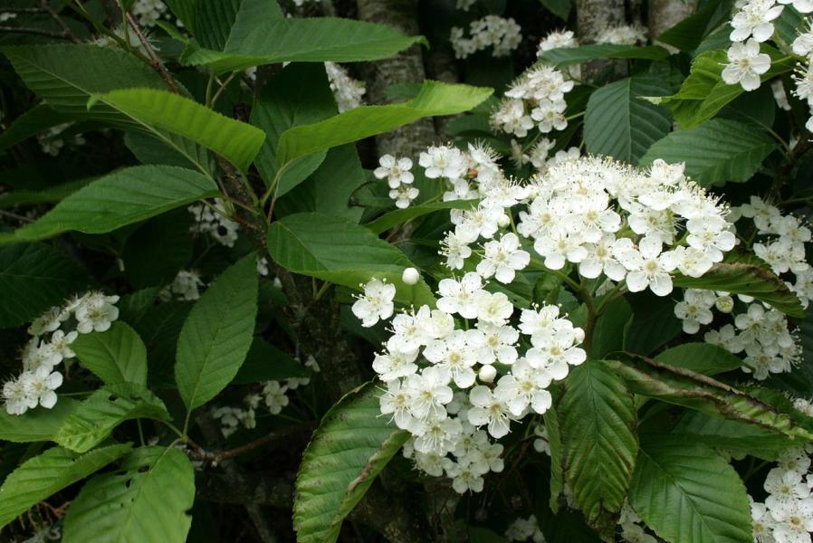 Sorbier à feuilles d'aulne