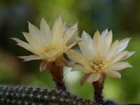 Chamaecereus hybride