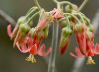 Cotyledon barbeyi