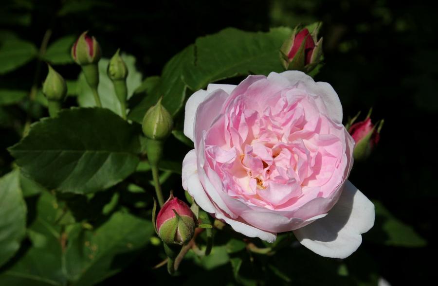 Rosier 'Blush Noisette'