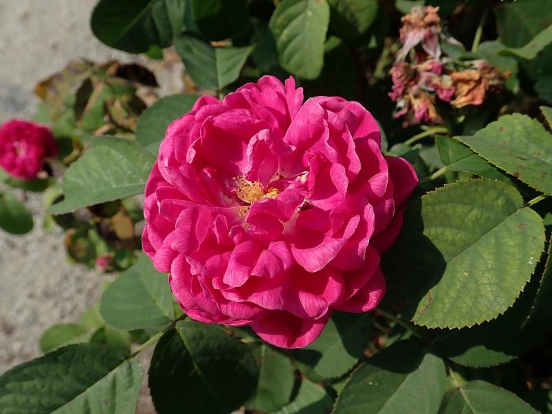 Rosier 'Rose de Rescht'