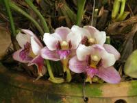 Bifrenaria