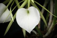 Brassavola nodosa