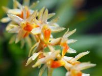 Dendrochilum