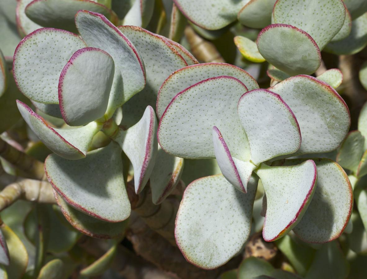 Crassula arborescente