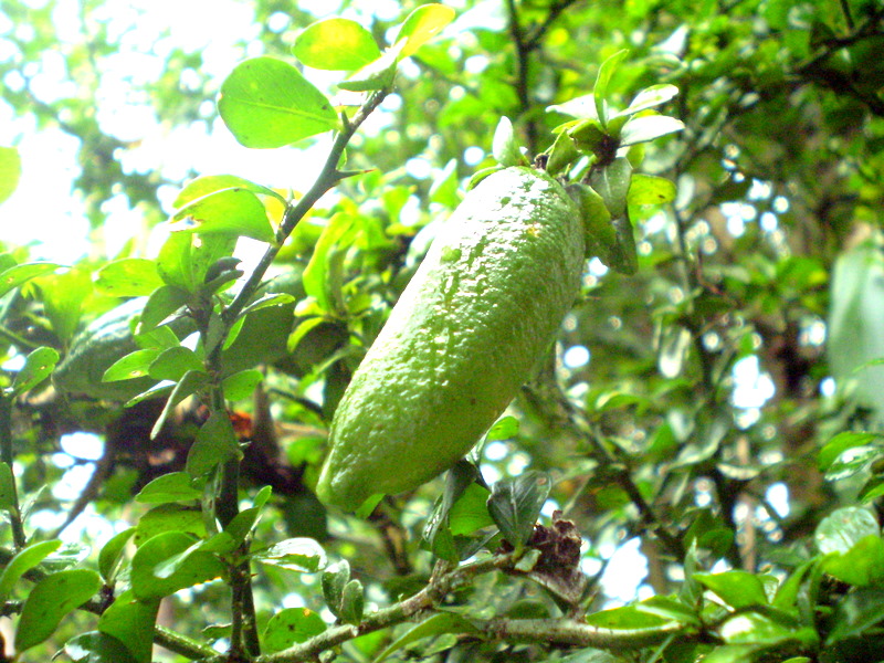 Citron caviar