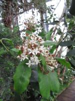 Acokanthère à feuilles opposées