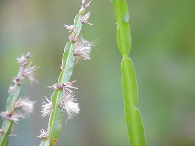 Baccharis faux-genêt