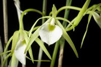 Brassavola perrinii