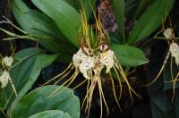 Brassia caudata