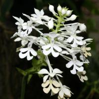 Calanthe triplicata