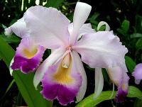 Cattleya trianae