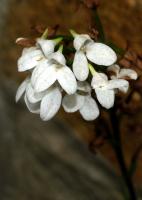 Disa tripetaloides