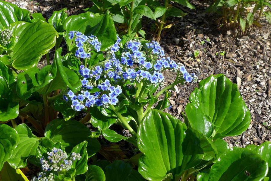 Myosotis des îles Chatham