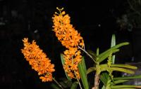 Ascocentrum garayi