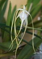 Brassavola cucullata