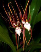 Brassia keiliana