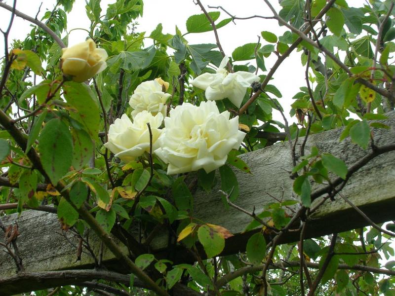 Rosier 'Gardenia'