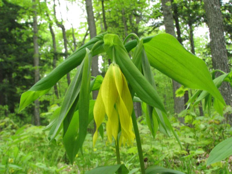 Uvulaire à grandes fleurs