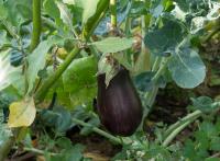 Aubergine