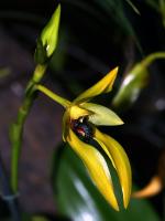 Bulbophylle carunculatum