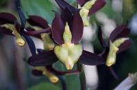 Catasetum tenebrosum