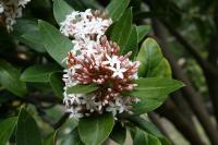 Acokanthère oblongifolia