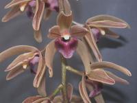 Cymbidium devonianum