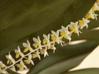 Dendrochilum cobbianum