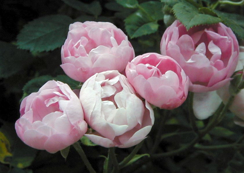 Rosier 'Raubritter'