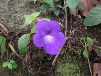 Achimène à grandes fleurs