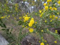 Acacia paradoxa