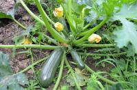 Courgette