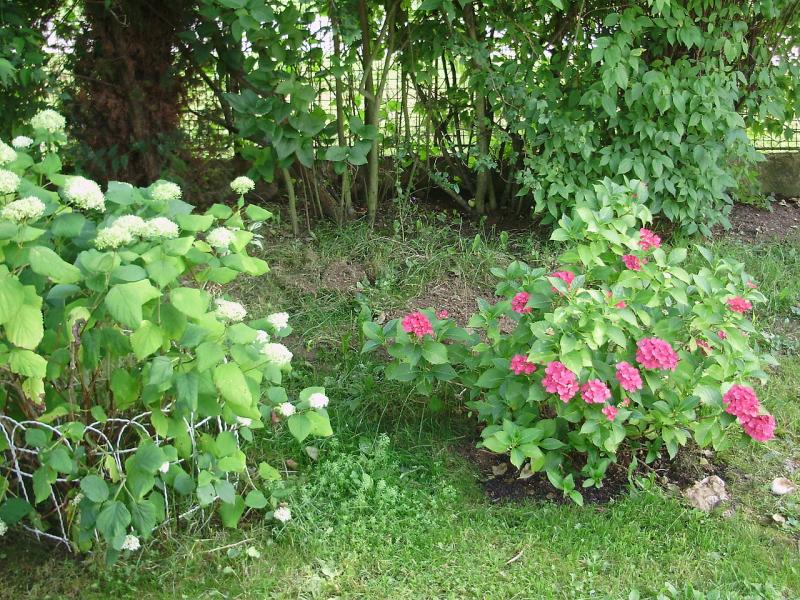 Plantes de terre de Bruyère