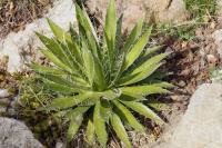 Agave filifera