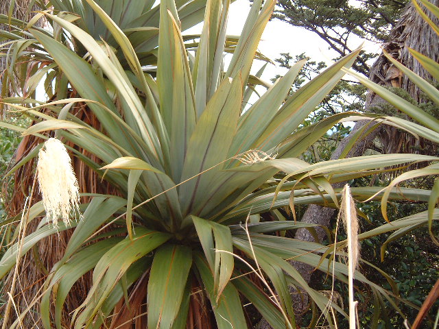 Cordyline indivisa