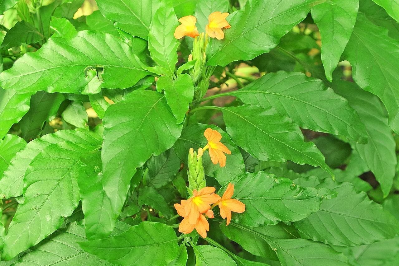 Crossandra massaï