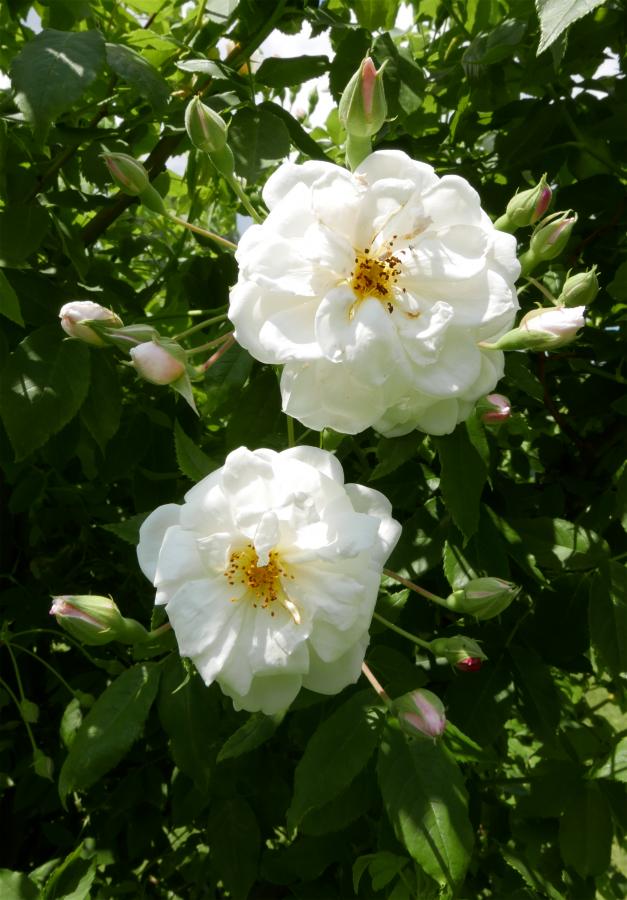 Rosier 'Princesse de Nassau'