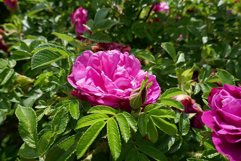 Rosier 'Purple Roadrunner'