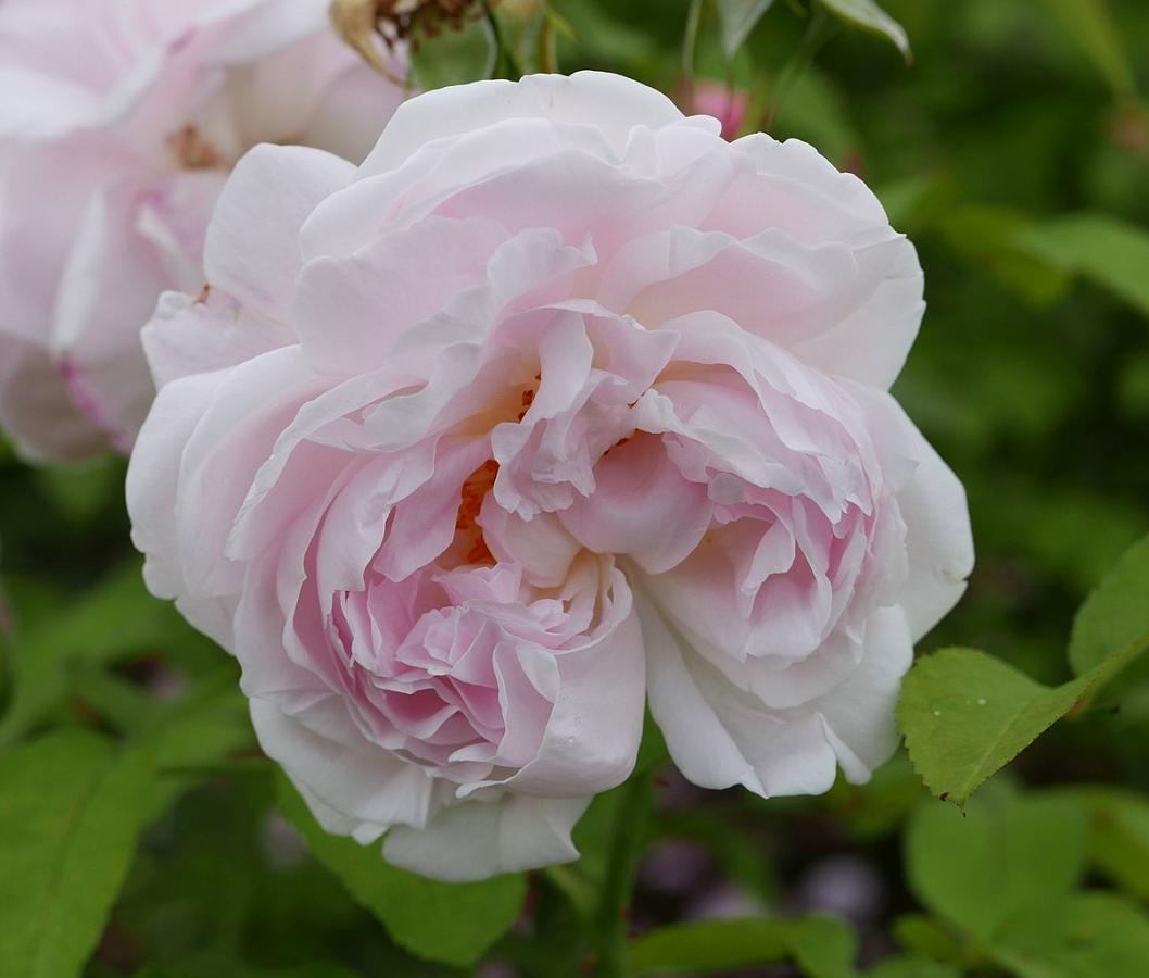 Rosier 'Redouté'