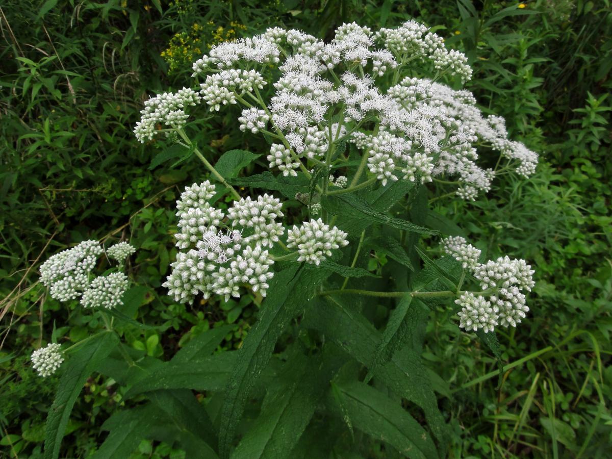 Eupatoire perfoliée