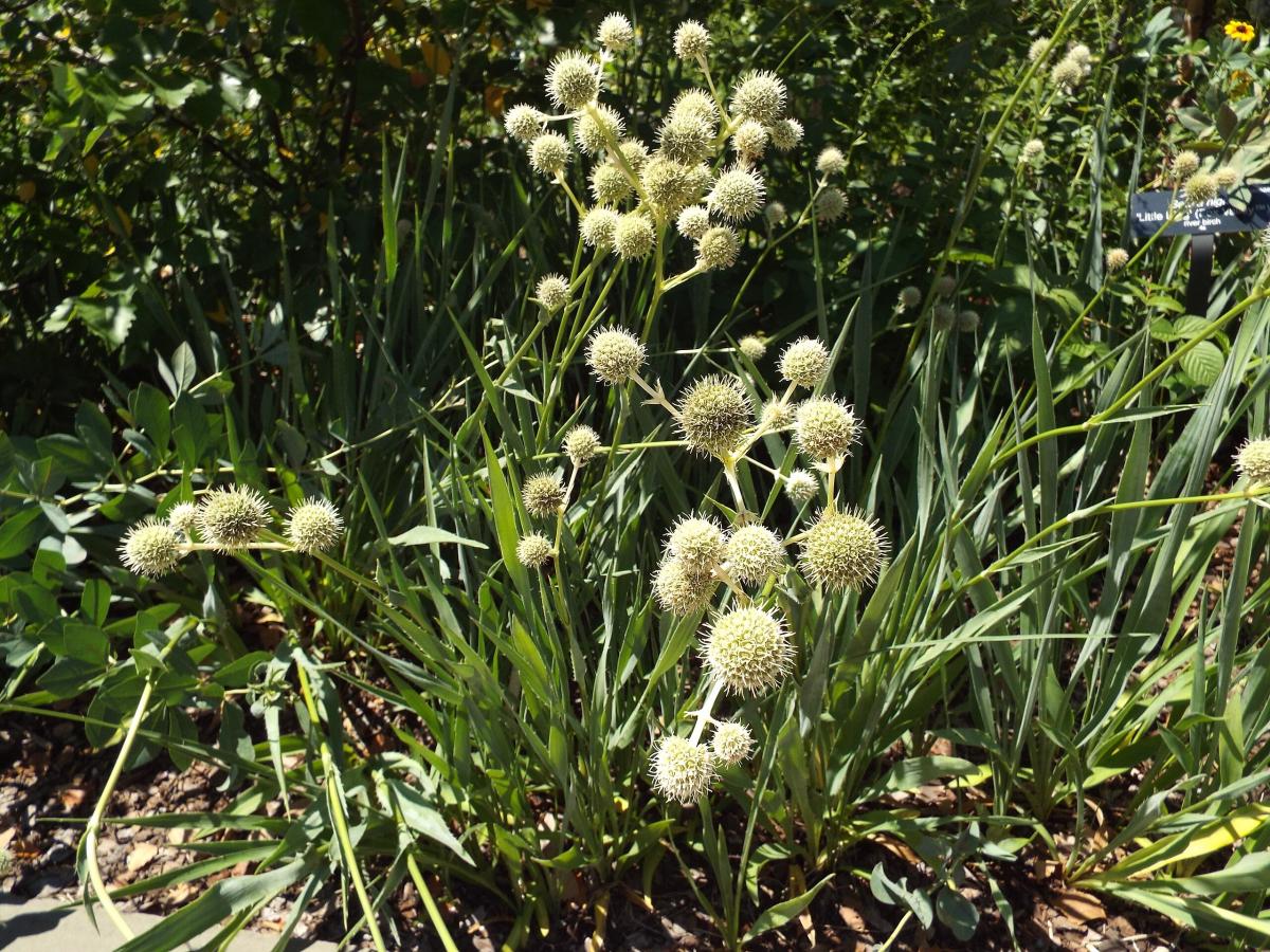 Panicaut à feuilles de yucca