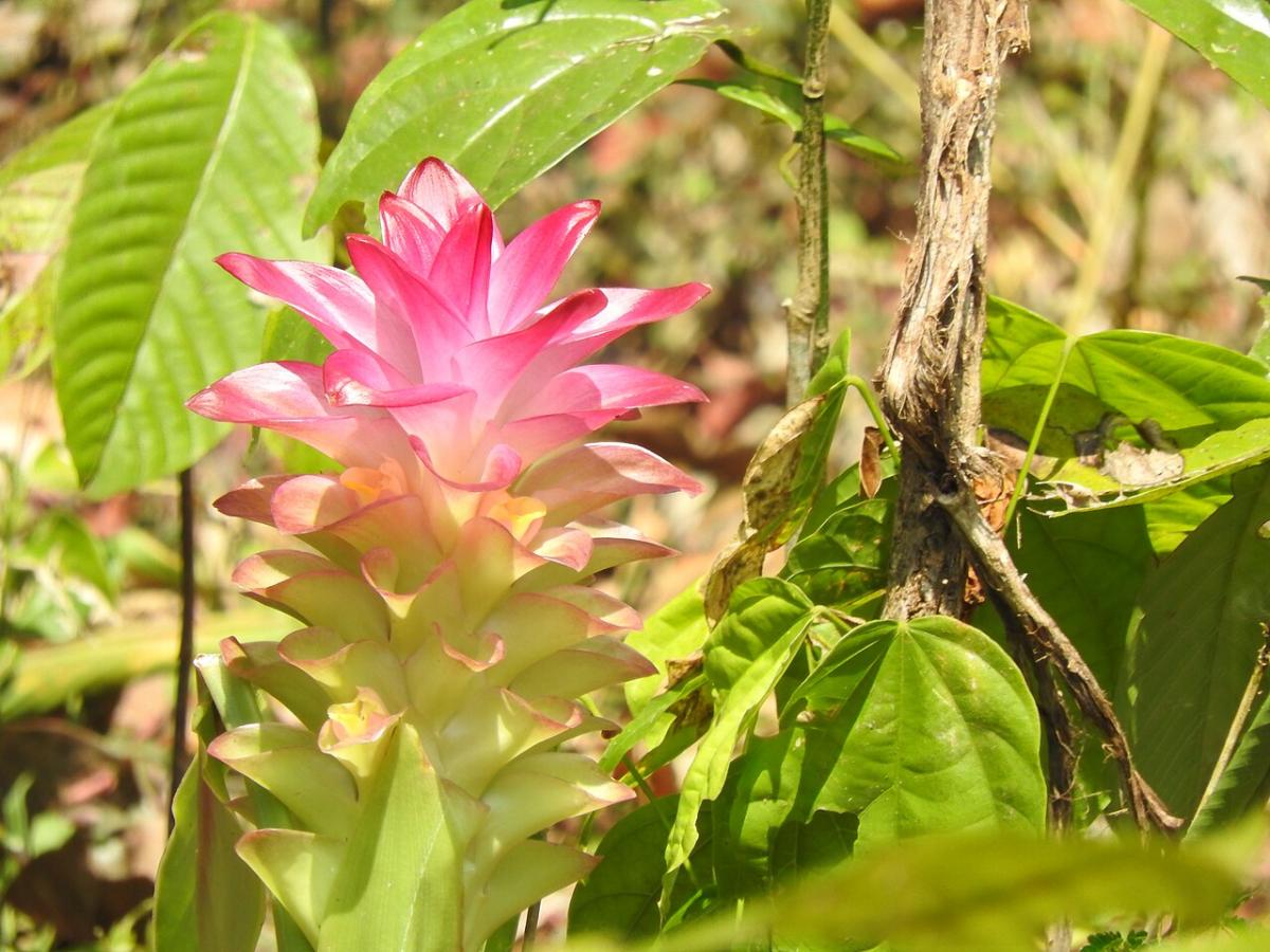 Curcuma aromatica