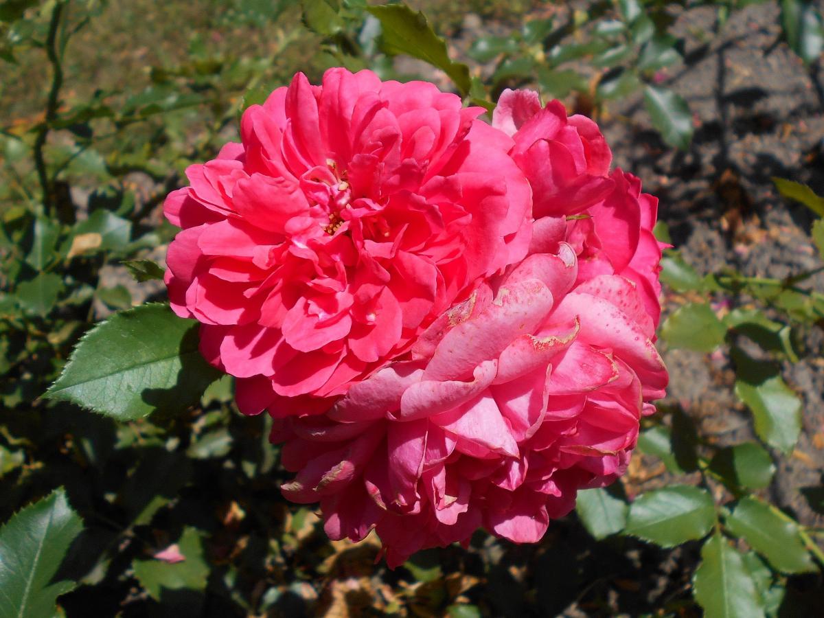 Rosier 'Rosarium Uetersen'